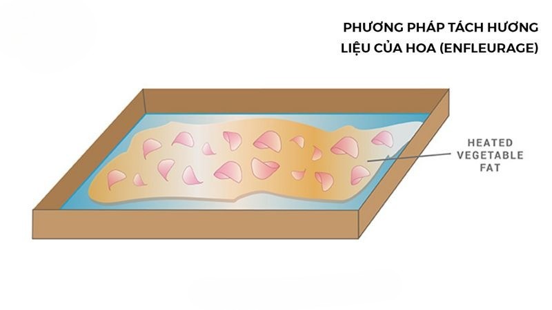 Phương pháp tách hương liệu bằng mỡ động vật hoặc dầu thực vật (Enfleurage)