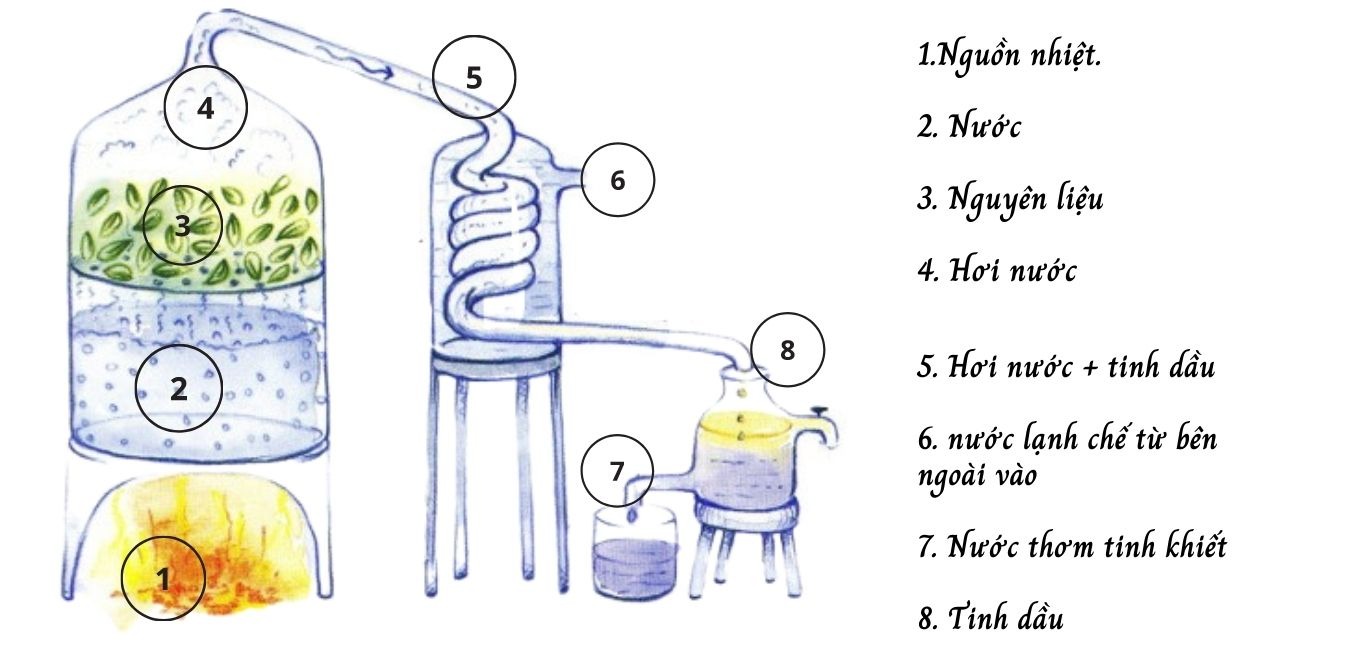 Phương pháp chưng cất hơi nước tinh dầu nước hoa (Steam Distillation)